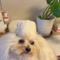 断面がえのきみたいな糸ちゃん