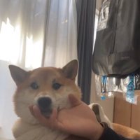 部屋で横になりながら男性にアゴの下を撫でられる柴犬