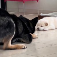 あと少しの距離までにじり寄った犬