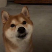 飼い主の前で立ち止まる犬