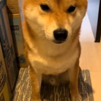 飼い主に「行ってくるね」と言われた犬