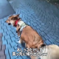 歩く犬2