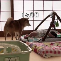 様子を観察するように