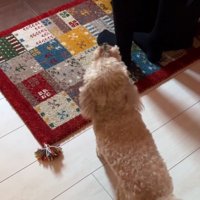 吠える犬