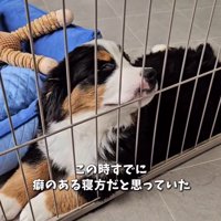 ケージの間に挟まる都ちゃん