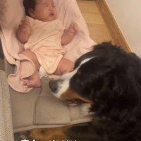 赤ちゃんを見つめる犬