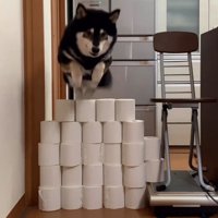 大河くんのトイレットペーパーチャレンジ6