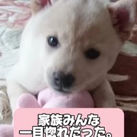 家族全員が一目惚れ