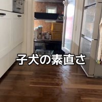 ハスキー3匹を呼んだ時の反応