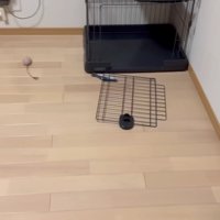 ケージも壊しちゃう！！