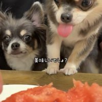 スイカの前で舌を出す犬