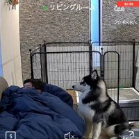 息子さんをガン見するアイスくん