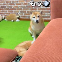 床に座り込んで飼い主を見つめる犬