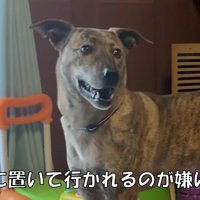 パパが戻ってきた時のりゅうさん3