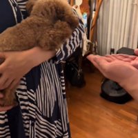 顔をうずめる犬2