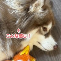 横たわるコスモくん