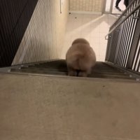 飼い主を迎えに行く小型犬