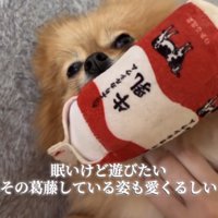 牛乳のおもちゃを咥えながらウトウトする犬