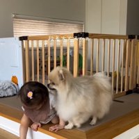段差を気にするコタローくん
