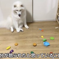 「どっか行っちゃった…」