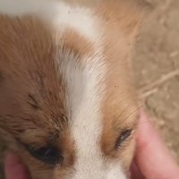 さみしそうな表情に涙…