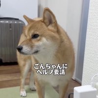 ごんちゃん助けて…！