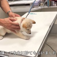 診察中も怯えています