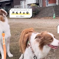 リーリエちゃんとガルチェロくん