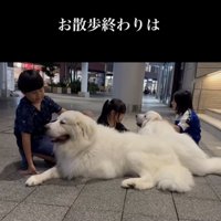 「もふもふ祭り」スタート