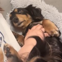 飼い主の友人を上目遣いで見つめる小型犬