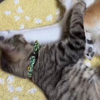 犬の近くに寝転がる猫