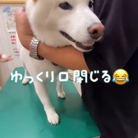 注射を打った時のだい吉くん8