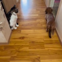 猫パンチのトラウマが…