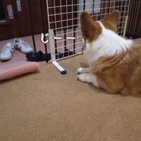 お母さんの帰りを健気に待っています