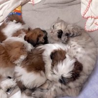 身を寄せ合ってくつろぐ猫と子犬たち