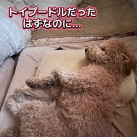 眠る犬4