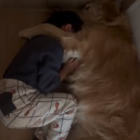 男の子を舐める大型犬