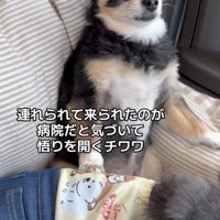 カメラを見つめる犬