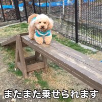 今度は平均台の上でフリーズ