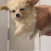 扇風機の風に当たる犬