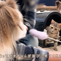 ワンコたちと子猫の再会⑩