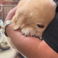 顔を腕の中に埋める子犬