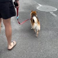 ママの期待、砕け散る…！