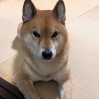 飼い主さんの前ではこの表情（笑）