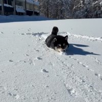 ももちゃんの雪遊び2