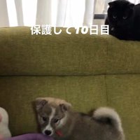 サスケくんの変化9