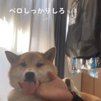 アゴの下を撫でられながら舌をベロンと出す柴犬
