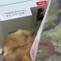 プリクラの機械にお金を入れる飼い主