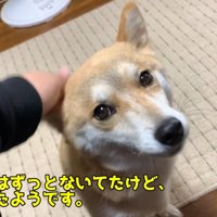 2日ぶりに帰宅したハナちゃん