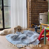 ゴンちゃんも見守っています